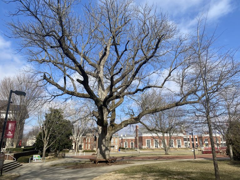 The Kissing Tree: Transy’s Most Romantic Tradition